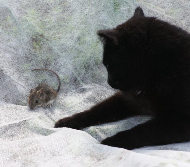 Cassis jagar mus